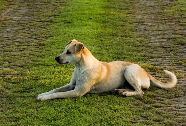 Problemi e infiammazioni della coda del cane