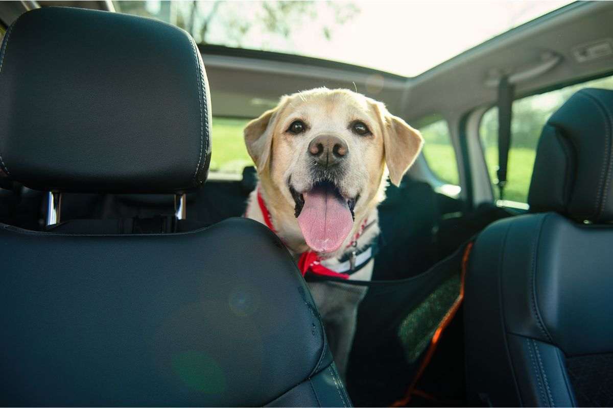 viaggi in macchina con cani e gatti cosa sapere