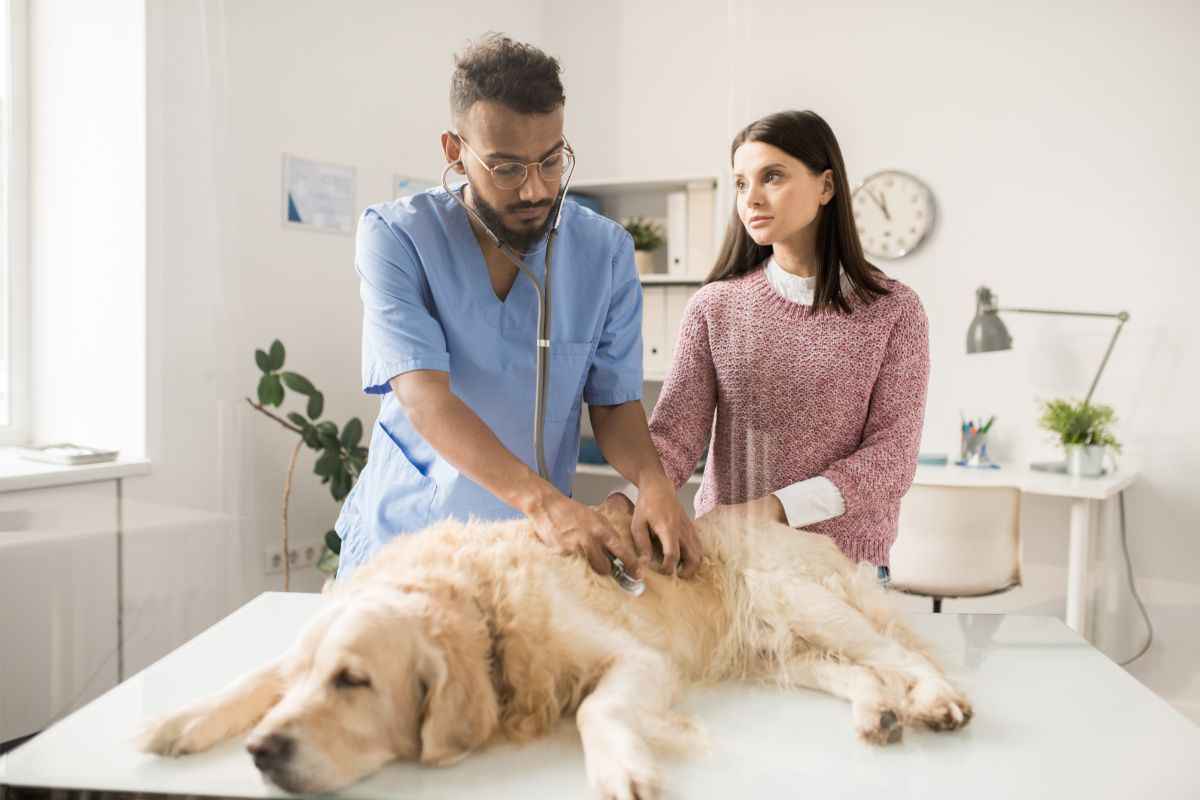 morte cane lutto obblighi da rispettare