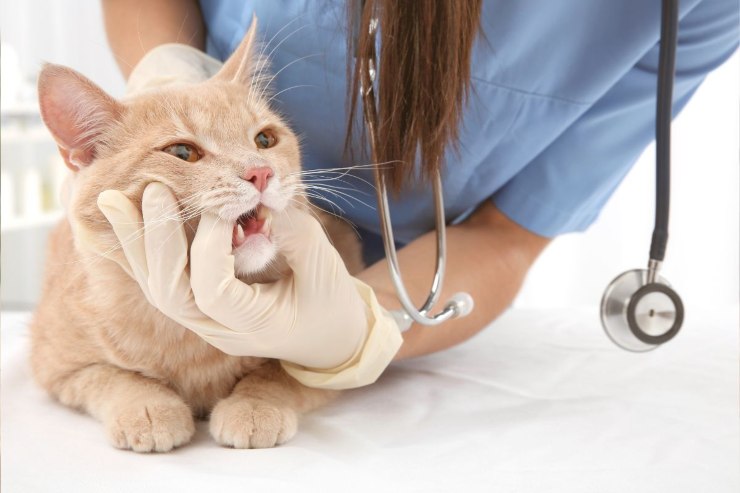 Dentizione del gatto: cosa sapere