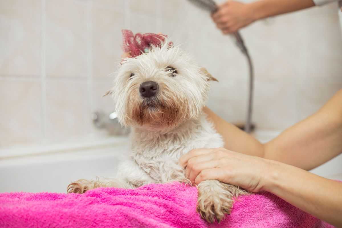 cane bagno come e quante volte farlo