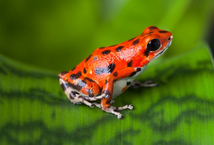 Le 12 razze di rane velenose più letali al mondo