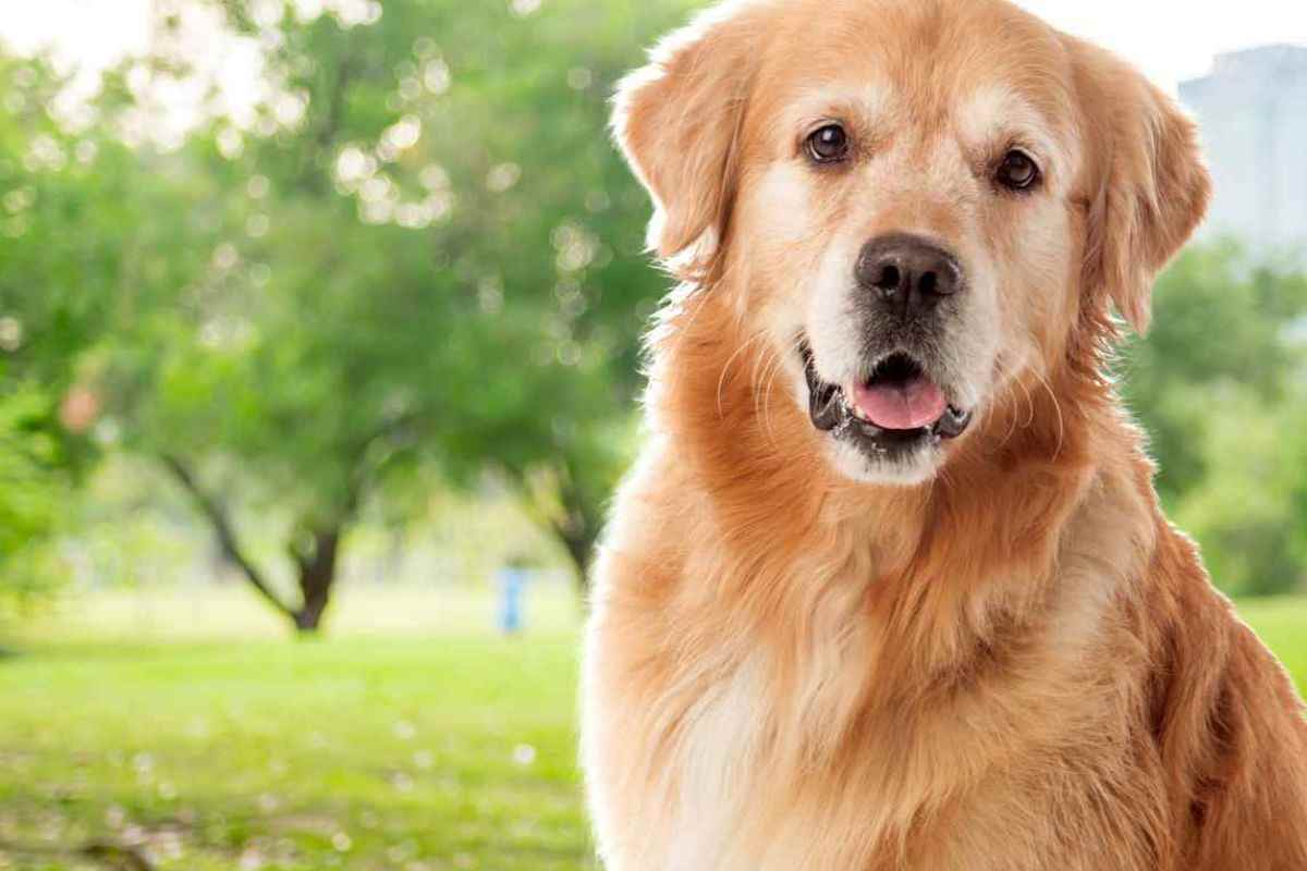 cane bisogni fuori casa