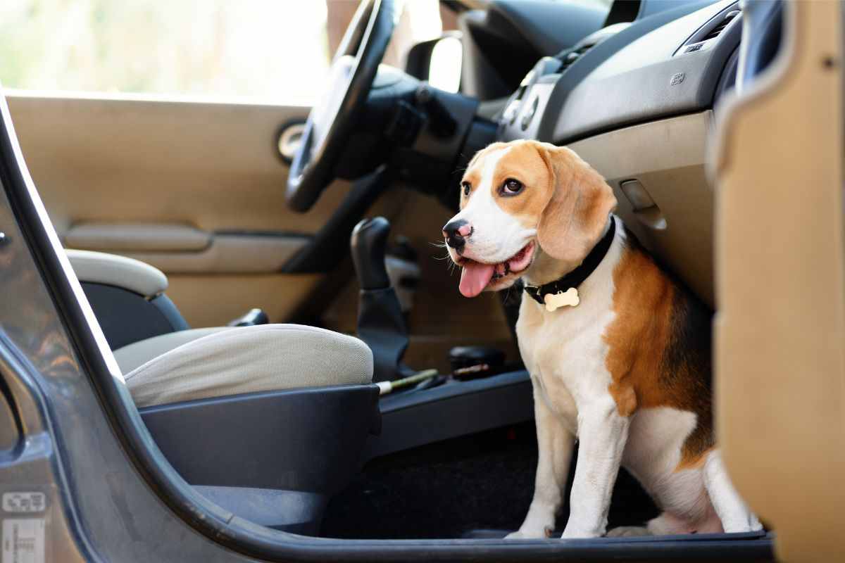 viaggiare con cane consigli cosa fare