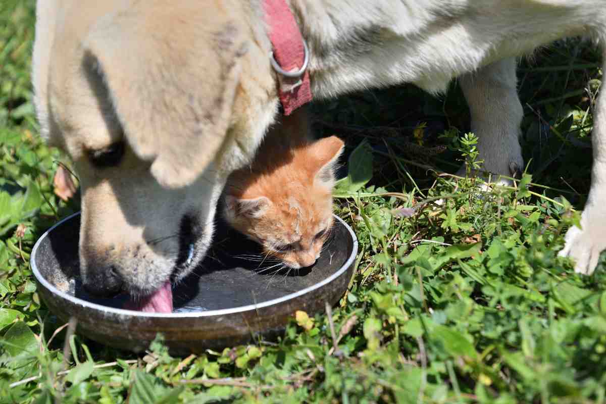 Cani e gatti estate