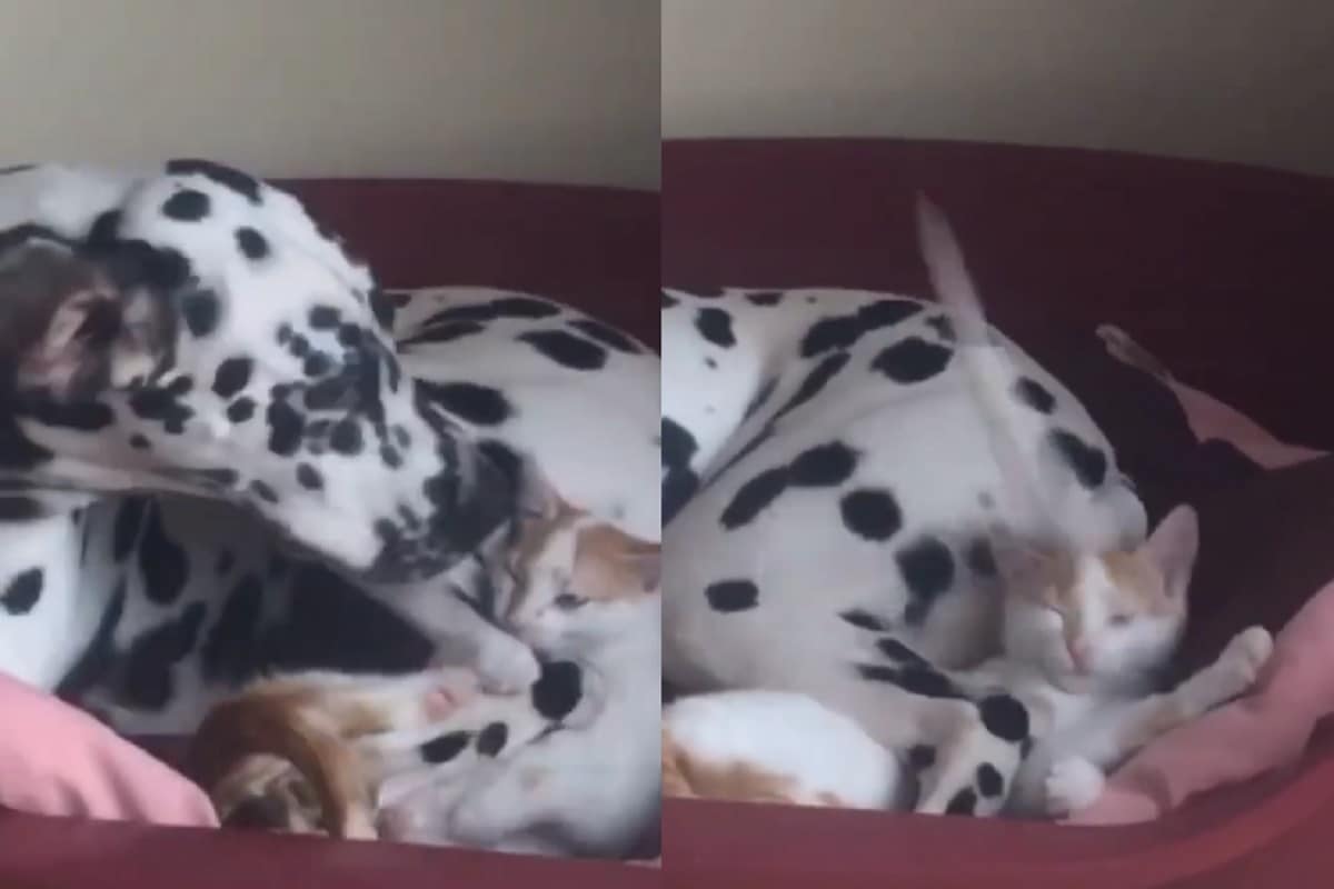 convivenza dalmata gattino video virale