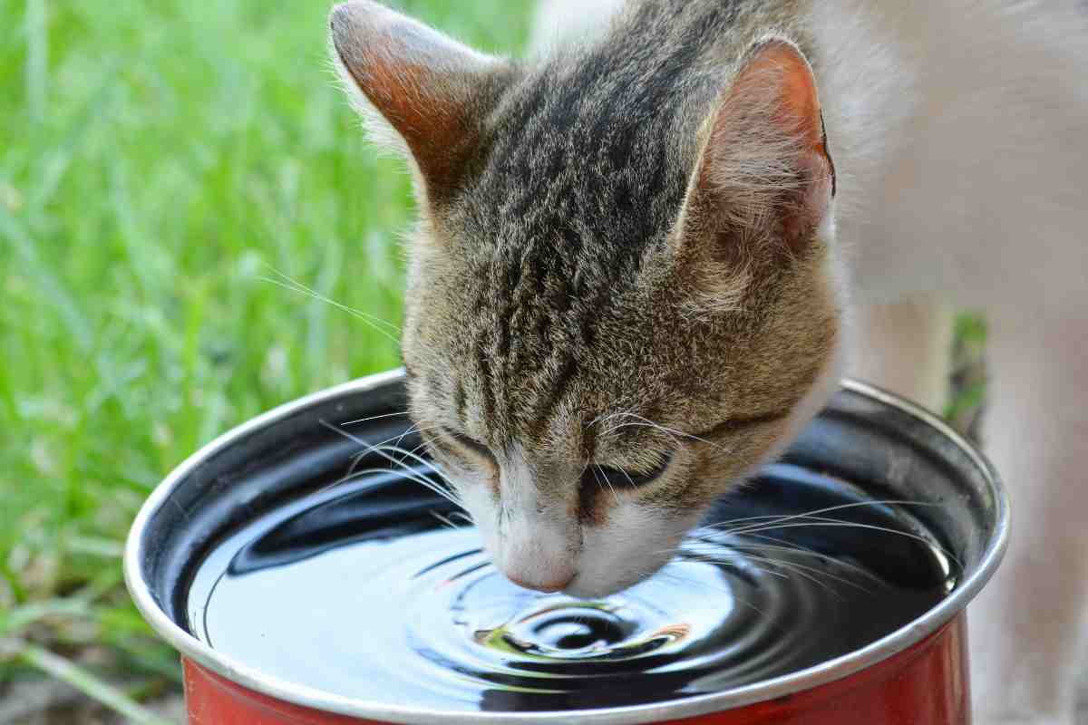 Gatti acqua nella ciotola