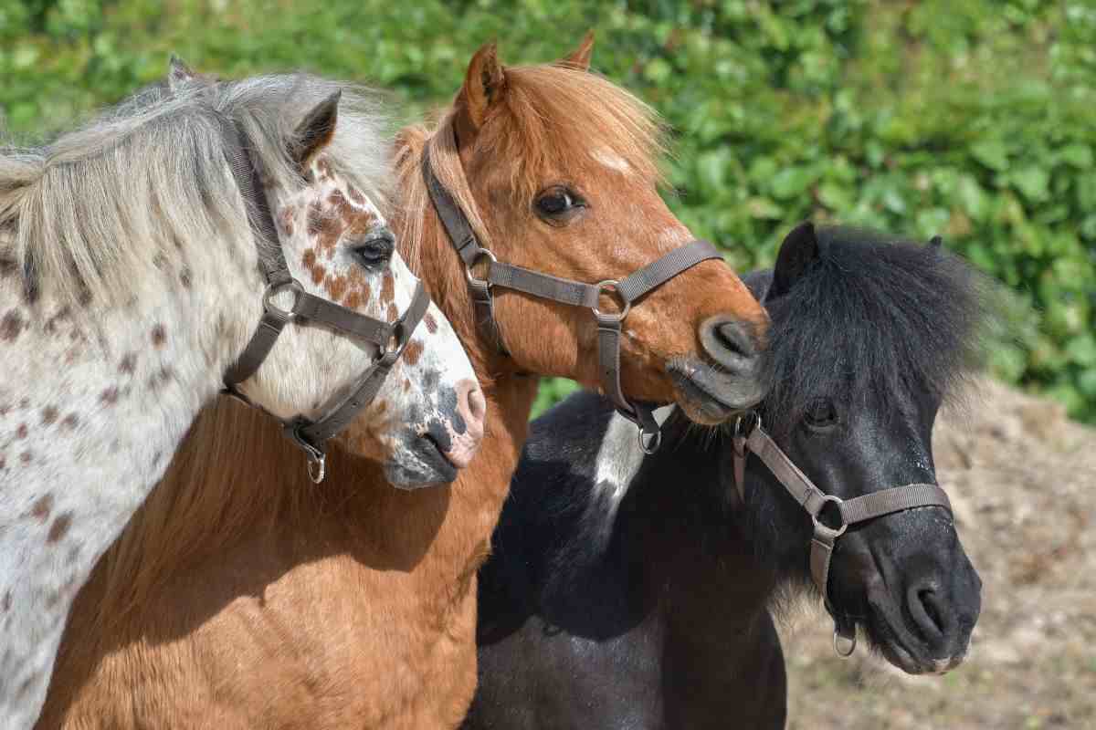 Come parlano i pony: svelato il segreto del suo linguaggio