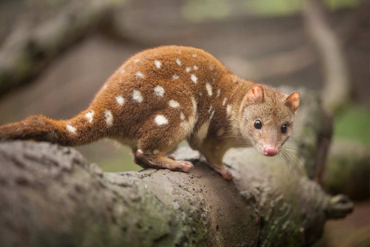 La morte dopo il sesso: il triste destino dei quoll settentrionali maschi