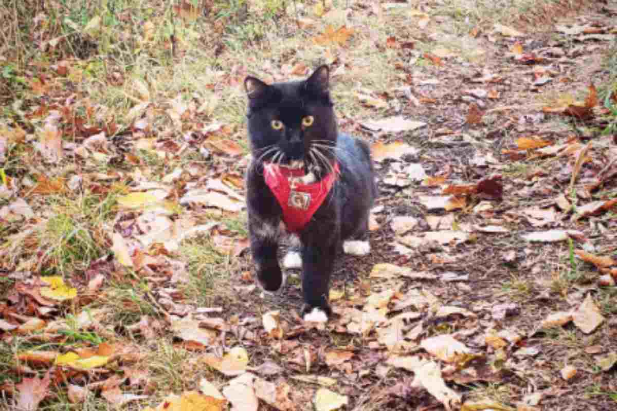 Una laurea per il gatto: la buffa storia di Salem