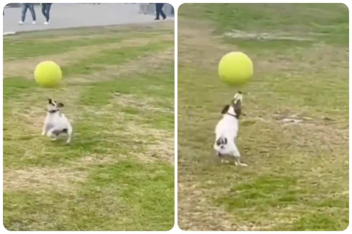 Cane gioca a calcio