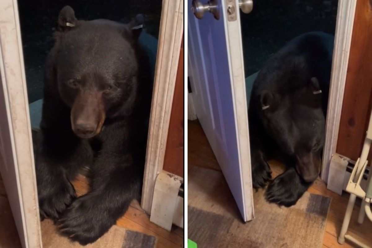 Orso bruno bussa alla porta coccole video