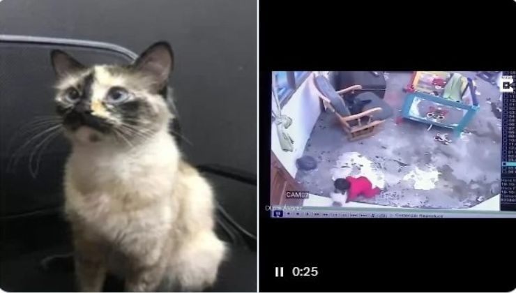 gatto salva neonato video