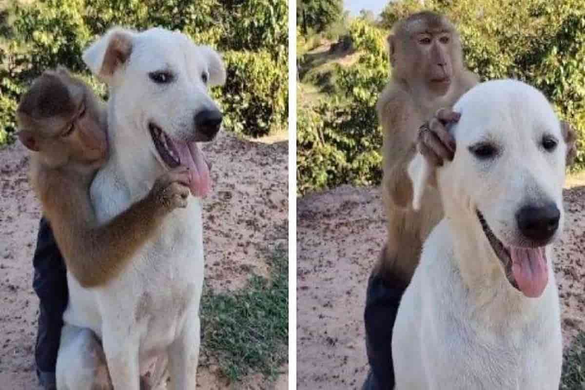 Scimmia si diverte con il cane