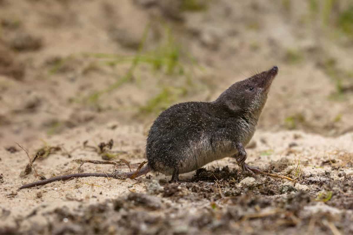 Toporagno: cosa sapere, caratteristiche e habitat