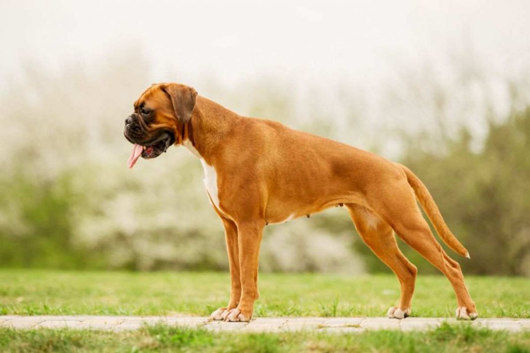 Cane Cieco Scopre La Sua Nuova Casa Dopo Essere Stato Abbandonato Pura