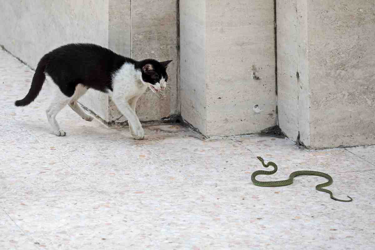 Gattino messo all'angolo dal serpente, chi è il più forte? La