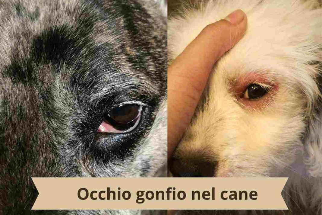 Il Cane Ha L Occhio Gonfio Cause Possibili E Rimedi Efficaci