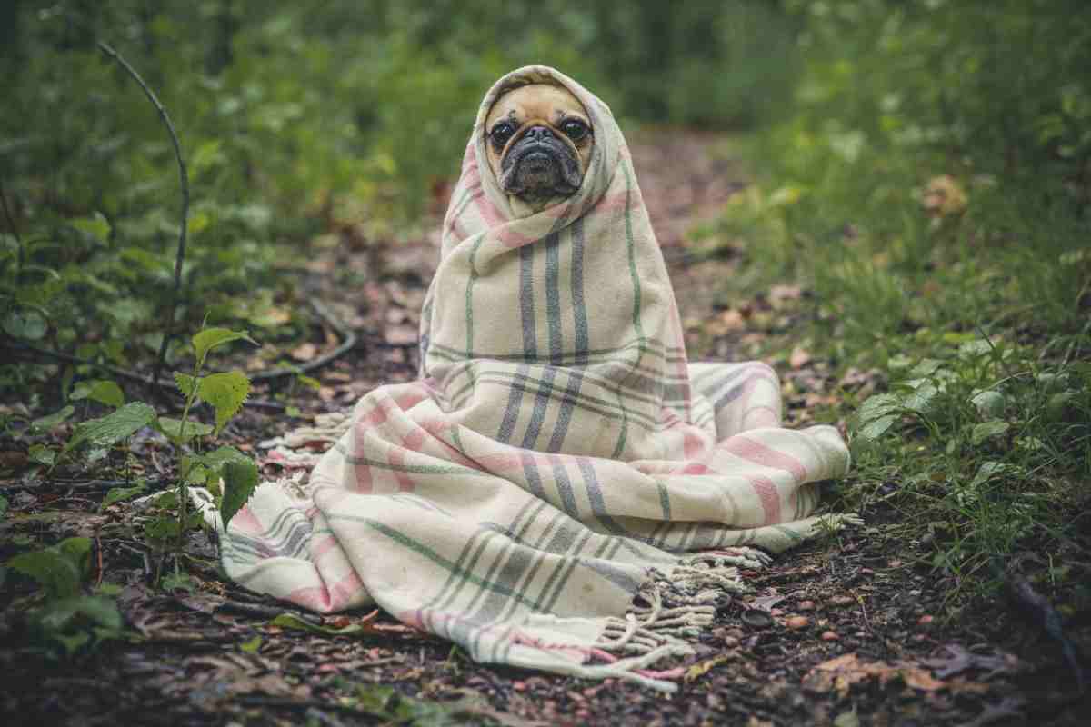 cane avvolto nelle coperte perché cerca una cuccia per cani