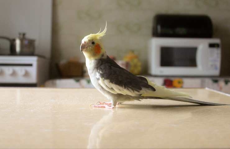 pappagallo calopsitta sul tavolo
