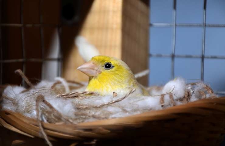 canarino femmina che cova le uova nel nido