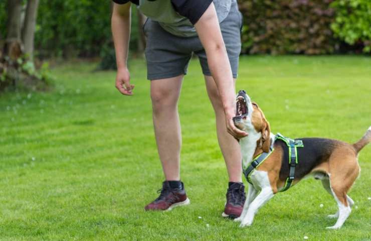 Beagle molto aggressivo col suo proprietario al parco