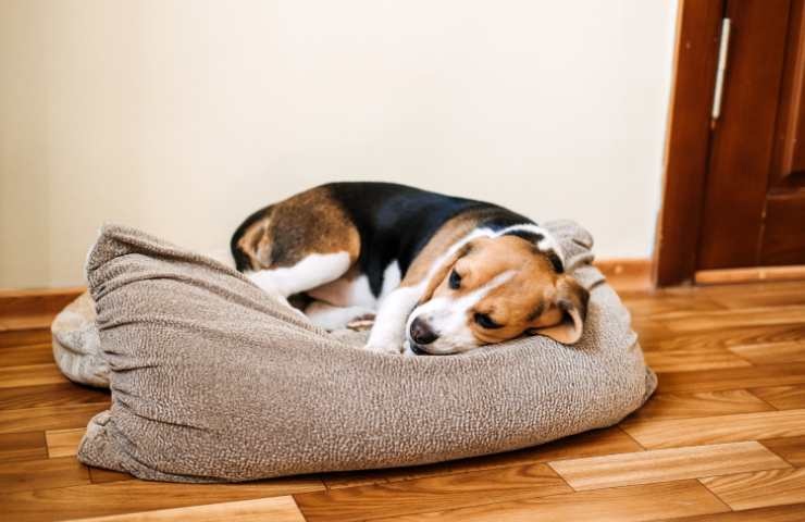 beagle nella sua cuccia