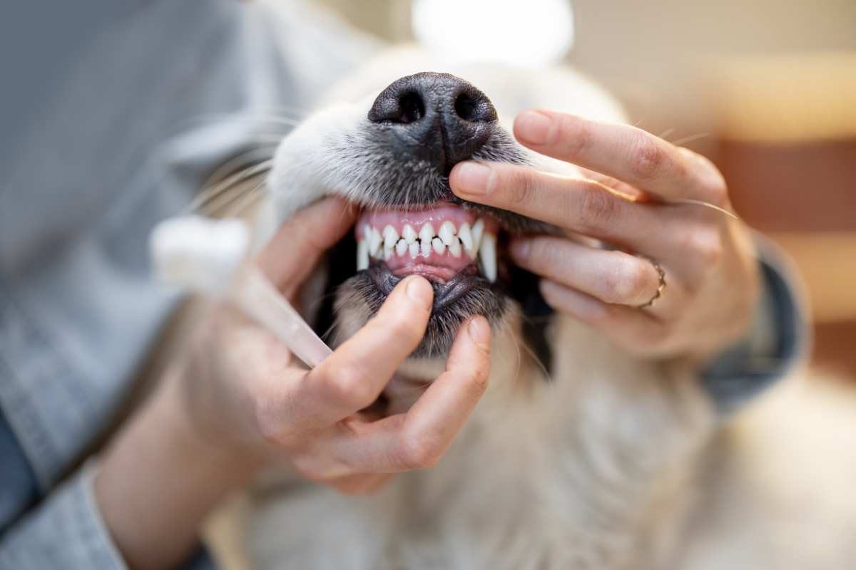 veterinario mostra i denti del cane
