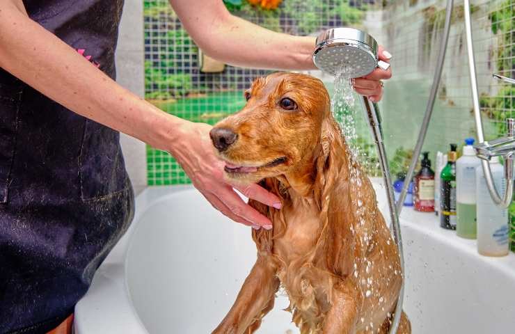 Lavaggio del cane nella vasca da bagno