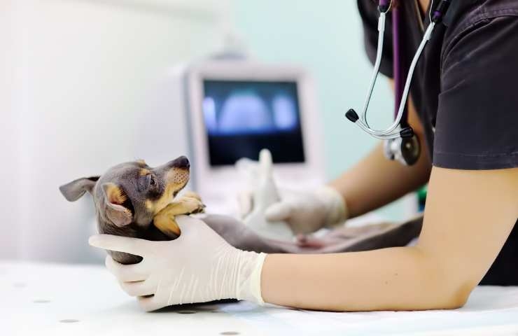 veterinario fa una ecografia alla cagnolina incinta