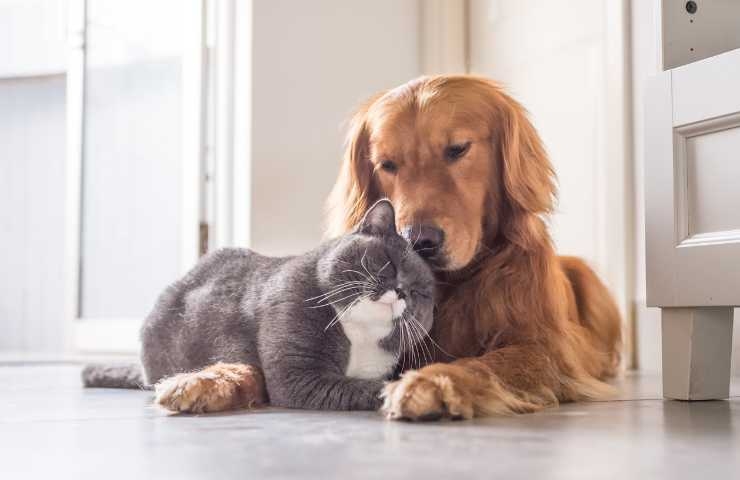 cane e gatto si coccolano