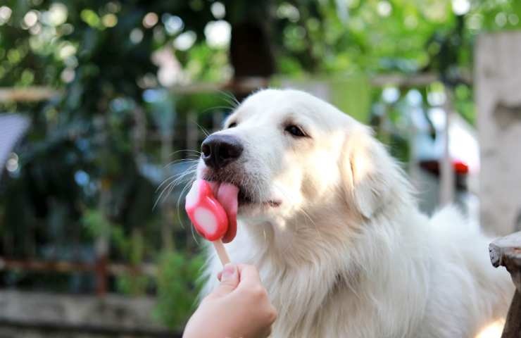 cane bianco che lecca il suo gelato