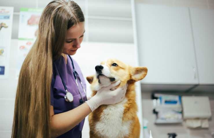 cane malato viene curato dal veterinario