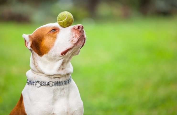 Cane gioca con la pallina da tennis