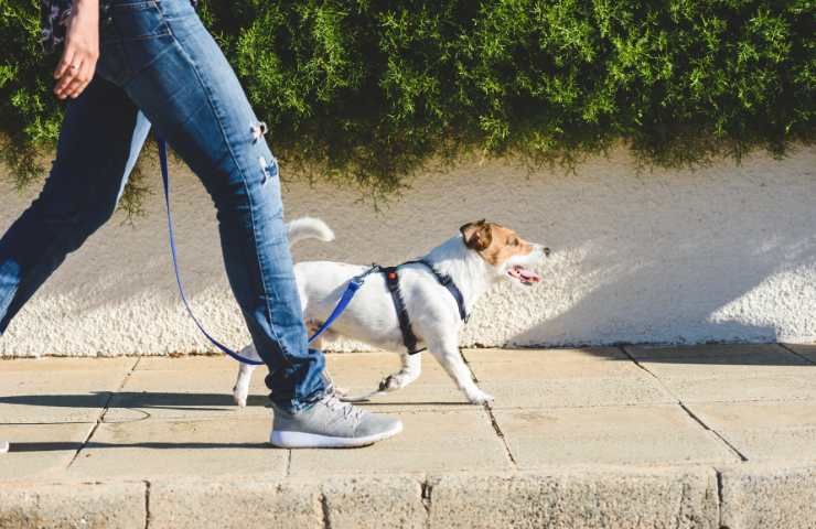 cane a passeggio col proprietario