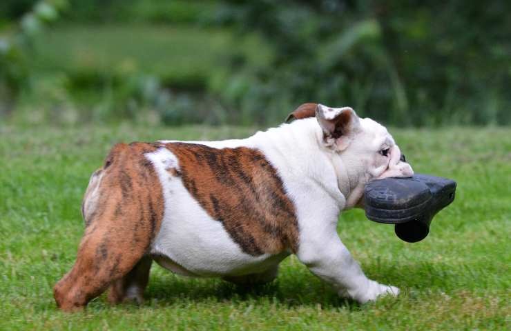 cane bulldog che ruba delle scarpe