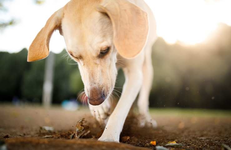cane che scava una buca nel terreno