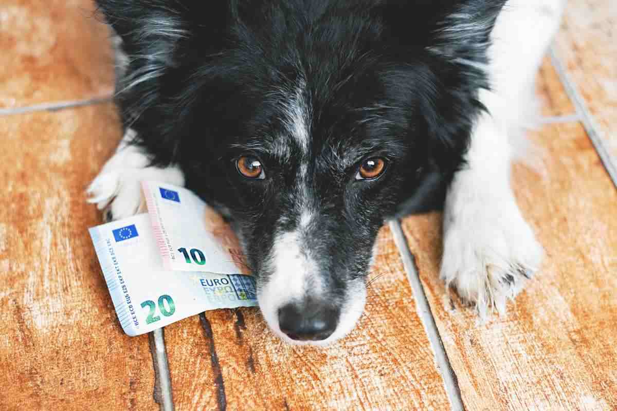 cane che mantiene banconote ferme sul pavimento