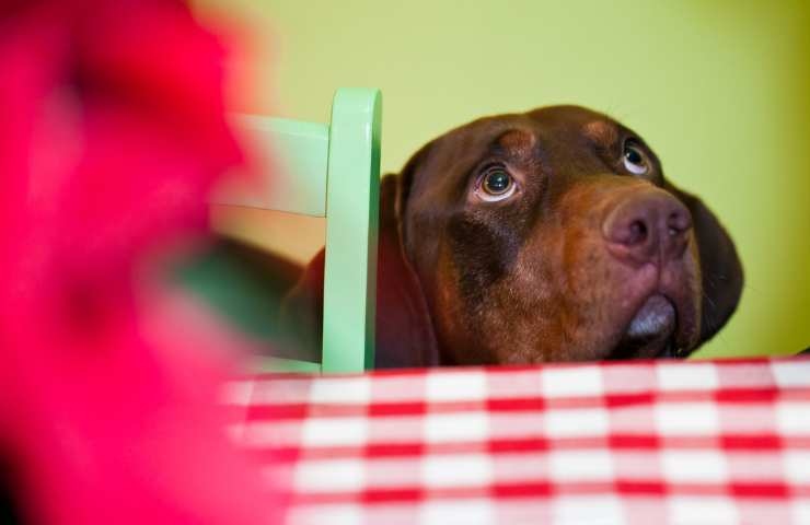 cane che chiede cibo dalla tavola