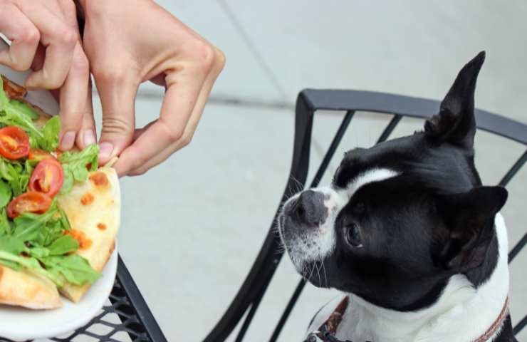 cane che osserva il cibo presente sul tavolo