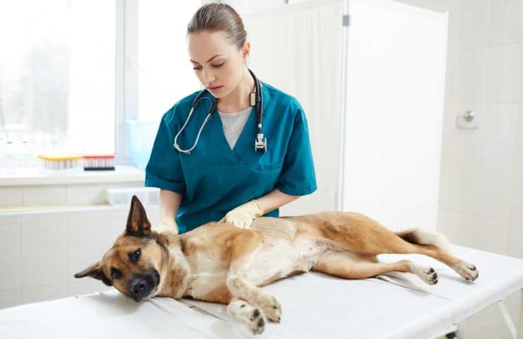 cane in visita dal veterinario