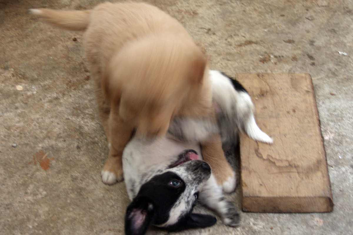 due cani che litigano
