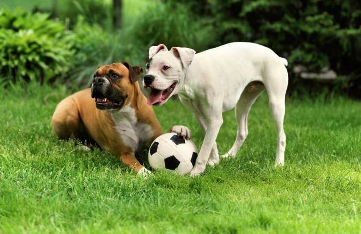 cani che litigano per la palla