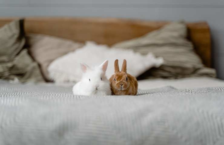 coppia di conigli su un letto