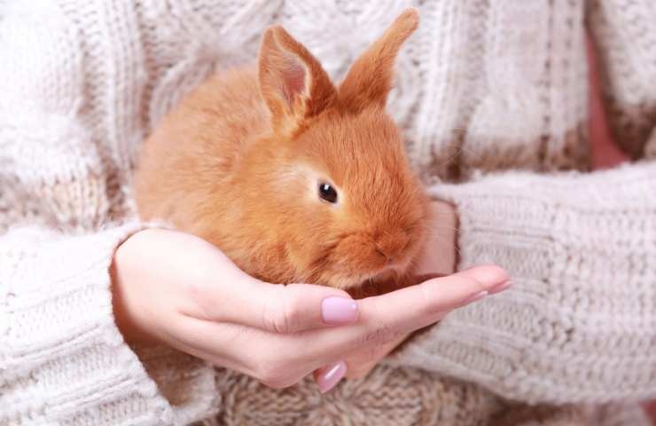 piccolo coniglio in braccio
