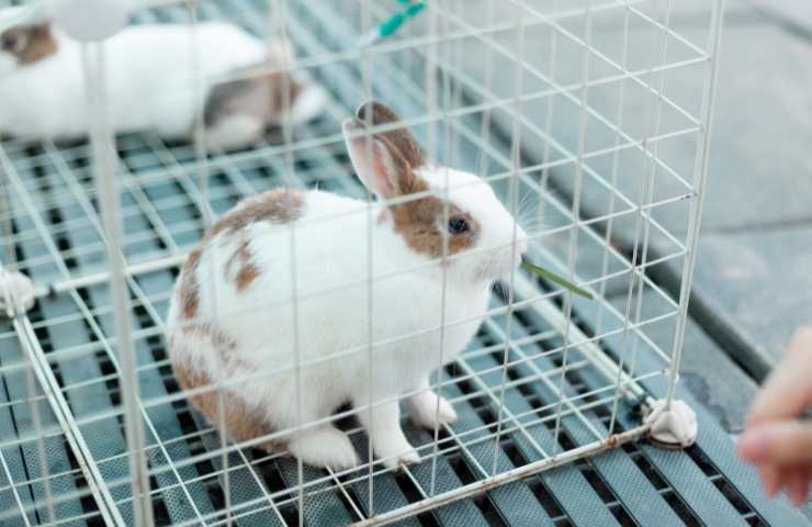 coniglio bianco e grigio in gabbia
