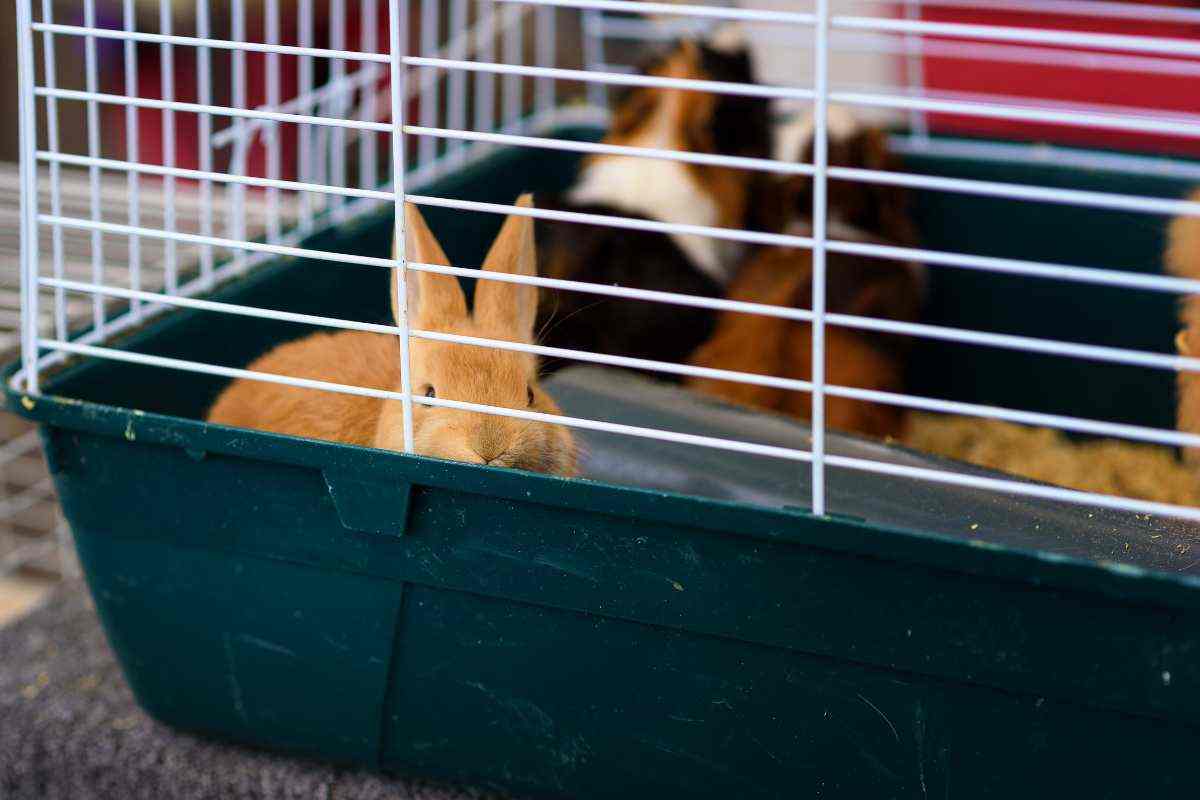 coniglio beige in gabbia