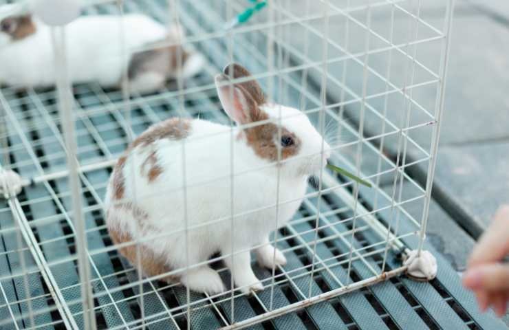 coniglio bianco in gabbia grande