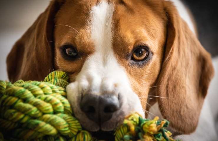 cucciolo di beagle morde un giocattolo