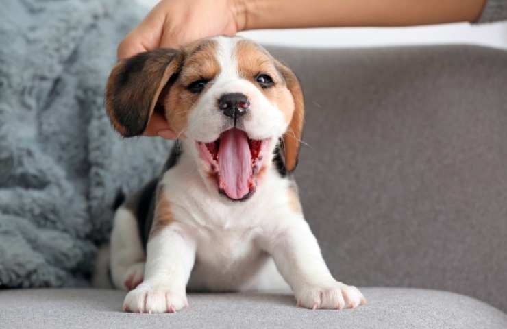 cucciolo di beagle sul divano di casa